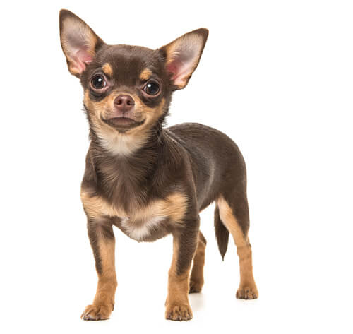 Short best sale legged chihuahua